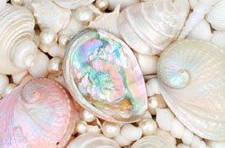 featured image for the blog article: What is Mother of Pearl?