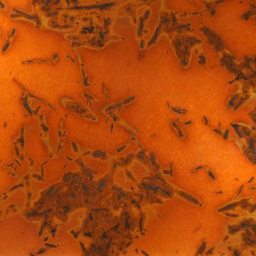 Restorers Golden Bamboo Aged Solid Copper Sheetimage