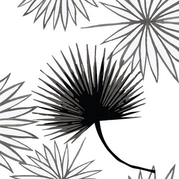 Mitchell Black Cabbage Palm White Wallpaperimage