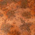 Restorers Bamboo Aged Solid Copper Sheetimage