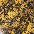Restorers Leopard Aged Solid Copper Sheetimage